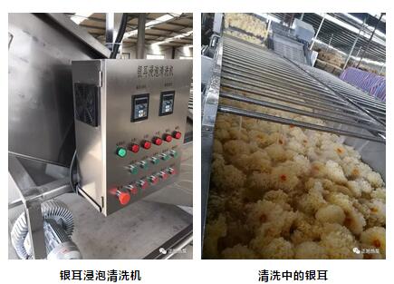 正旭熱泵烘干銀耳 正旭熱泵烘干銀耳