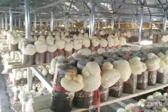 熱泵烘干猴頭菇 熱泵烘干猴頭菇