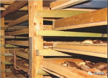 熱泵烘干香菇1 熱泵烘干香菇1