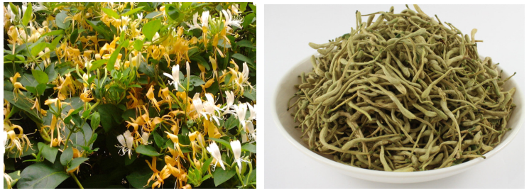 金銀花熱泵烘干機效果 金銀花熱泵烘干機效果