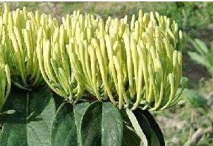 金銀花烘干好還是曬干好？烘干廠家告訴你「誰占優」